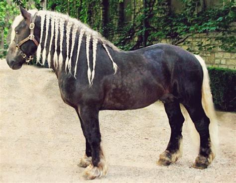 Comtois Horse An Ancient Breed Of Light Draft Horse That Originated In