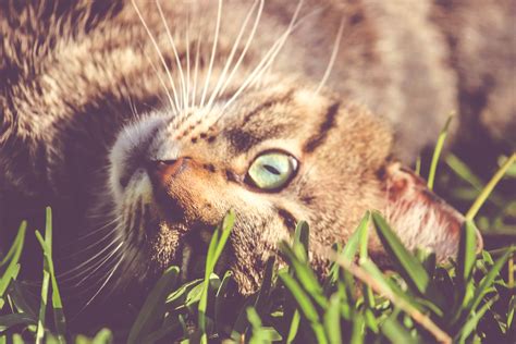 Free Images Nature Grass Flower Cute Wildlife Pet Feline Flora