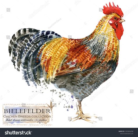 Bielefelder Rooster Poultry Farming Chicken Breeds Stock Illustration