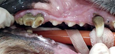 Dental Disease In Pets Dental Treatment At Sandbeck Vets