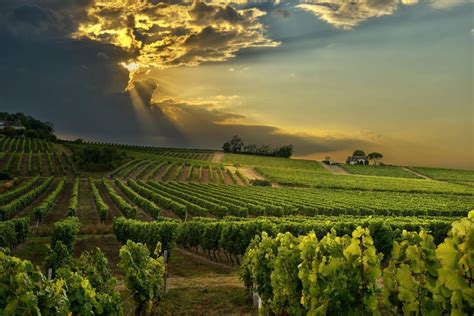 Stellenbosch And The Winelands Everything To Know Discover Africa