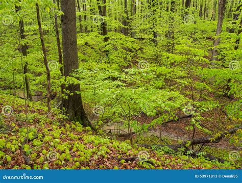 Springtime In Hardwood Forest Stock Image Image Of Brown Nature