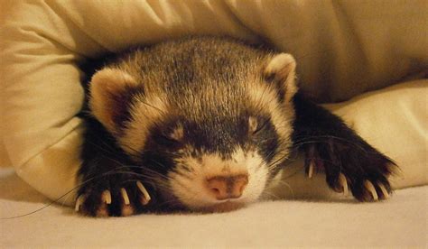 How To Care For Pet Ferrets And Ferret Facts Love The Critters