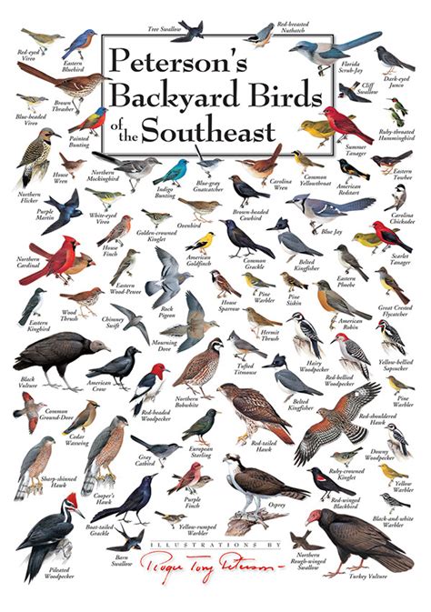 Identification books sibley, david allen. Peterson Bird Posters - Design on Behance