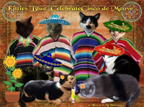 Kitties Blue From The Cat On My Head Blog Celebrate Cinco De Meow