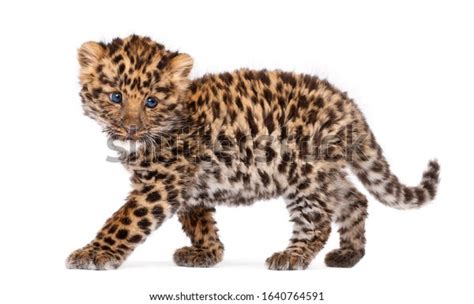 Amur Leopard Cub Panthera Pardus Orientalis Stock Photo 1640764591