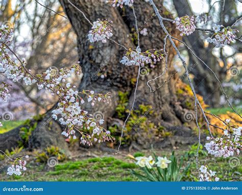 Malus Coronaria Sweet Crabapple Stock Photo Image Of Landscape