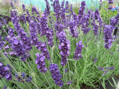 Lavandula Angustifolia Hidcote English Lavender