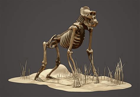 Gorilla Skeleton By Omar Kamel On Deviantart