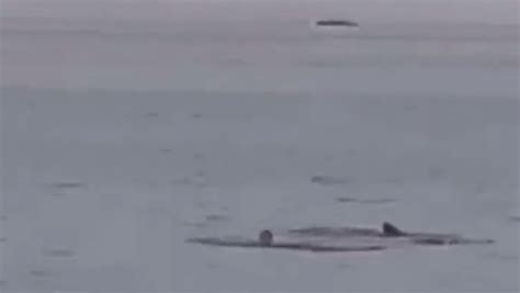 Un Jeune Russe Attaqué Et Tué Par Un Requin En Egypte La Terrible