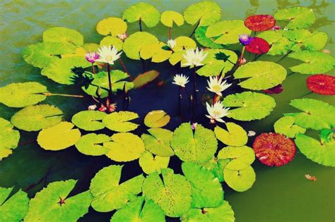 We did not find results for: Gambar Bunga Teratai Yang Cantik | Kumpulan Gambar