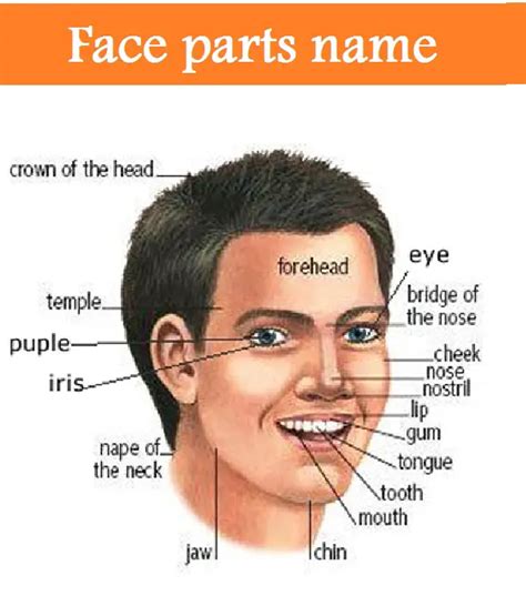Human Face Parts Name In English With Picture Learn English Online Free