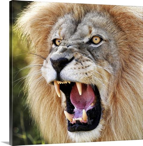 Angry Lion Wall Art Canvas Prints Framed Prints Wall Peels Great