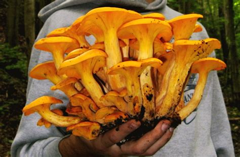 An Adventure With Omphalotus Cornell Mushroom Blog