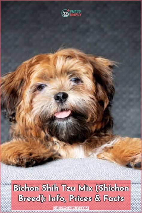 Bichon Shih Tzu Mix Shichon Breed Info Prices And Facts In 2022