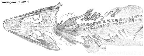 Типовой вид — archegosaurus decheni из ранней перми германии. CREDNER (1891): Archegosaurus Decheni