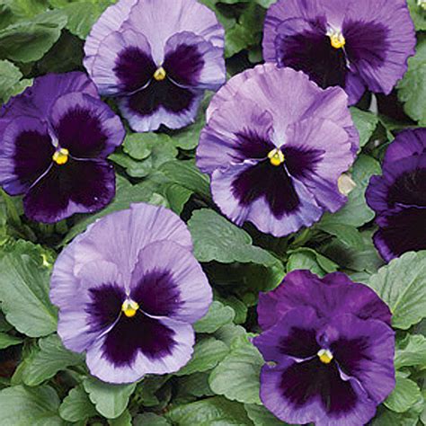 Welcome To Clesen Wholesale Pansy Colossus Ocean