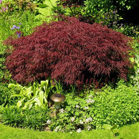 Weeping Japanese Maple Trees For Sale