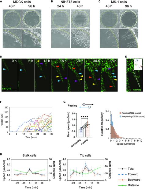 Ms Cells Exhibit Angiogenic Sprouting With Cell Mixing A C