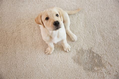 What To Do About Pet Urine Stains Towers Restoration And Cleaning