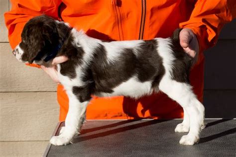 Akc brittany spaniel puppies for sell. Litter of 3 Brittany puppies for sale in LA GRANDE, OR. ADN-60987 on PuppyFinder.com Gender ...