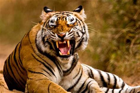 14 Amazing Facts About Tigers Tiger Pictures Discover Wildlife