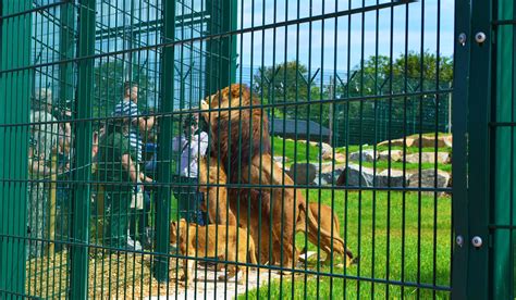 Zoo Enclosure Fencing Folly Farm Cld Systems