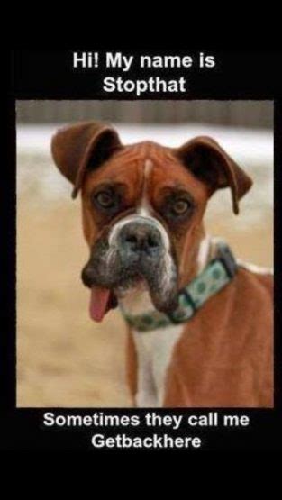 17 Best Boxer Memes On The Internet Page 4 Of 6 Pettime