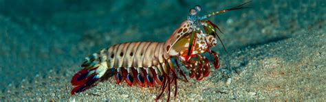 Peacock Mantis Shrimp Georgia Aquarium