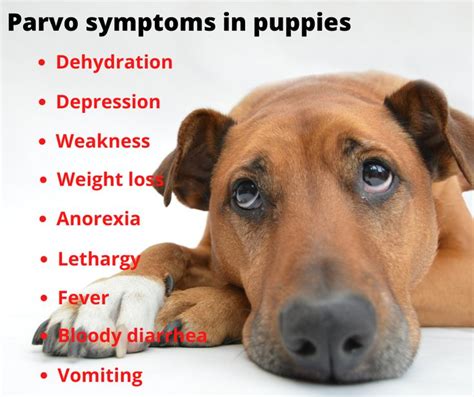 Parvo Symptoms In Puppies In 2021 Parvo Parvo Symptoms Parvo Treatment
