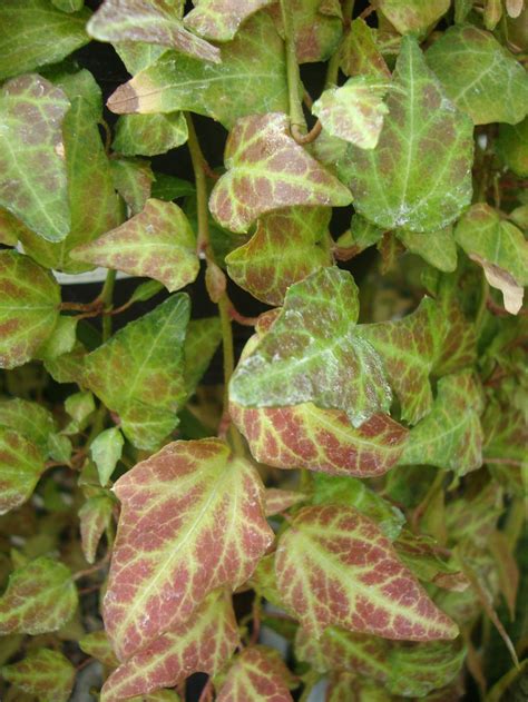 Photo Of The Leaves Of English Ivy Hedera Helix Royal Hustler