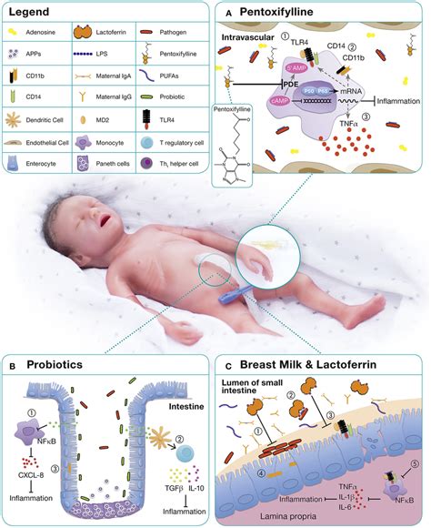 Immunomodulatory Approaches For The Treatment And Prevention Of Download Scientific Diagram