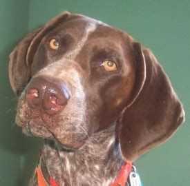 Their boundless energy makes them an ideal. GSP Genetic Diseases