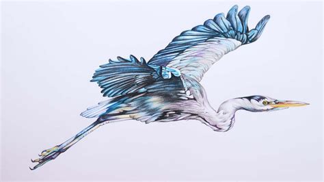 Flying Heron Drawing In Color Pencils Bird Drawing Youtube