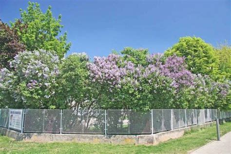 French Lilac Syringa Vulgaris Shrub Seeds Fast Fragrant Hardy