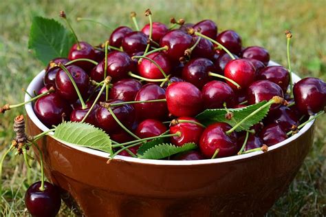 Cherries Bowl Fruit Delicious Red Sweet Food Garden To Pick