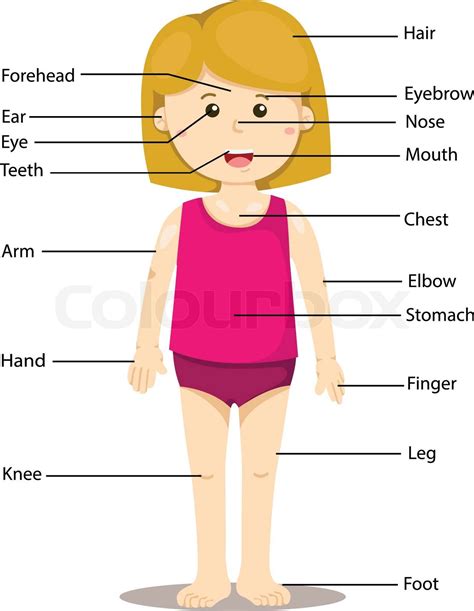 Illustrator Of Girl With Labeled Body Parts Stock Vector Colourbox