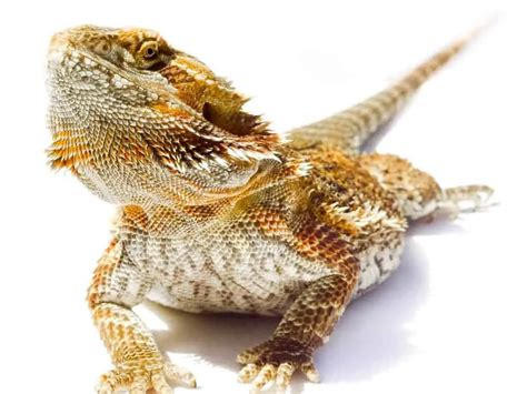 German Giant Bearded Dragon Complete Care Guide Reptiles Time