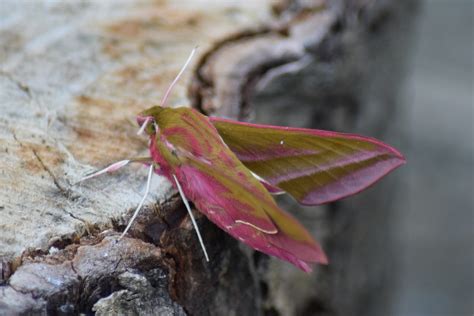 Make A Sugary Moth Trap Learning Zone Scottish Wildlife Trust