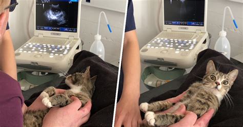 Cat Finds Out Shes Pregnant — And Her Reaction Is Priceless