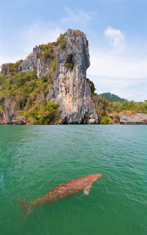Watch Dugongs At Koh Libong Thailand Travel Map