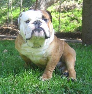 Favorite this post may 22 olde english bulldog puppy. English bulldogs Pups FOR SALE ADOPTION from san diego California @ Adpost.com Classifieds > USA ...