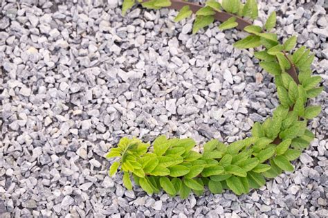 Branches Of Green Leaves Curved Stems On The Rocky Ground Stock Image