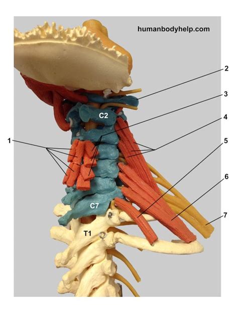 Spine With Muscles Cervical 2 Human Body Help