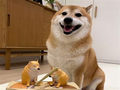 Shiba Inu Of The Viral Cheems Doge Meme Dies After Cancer Battle