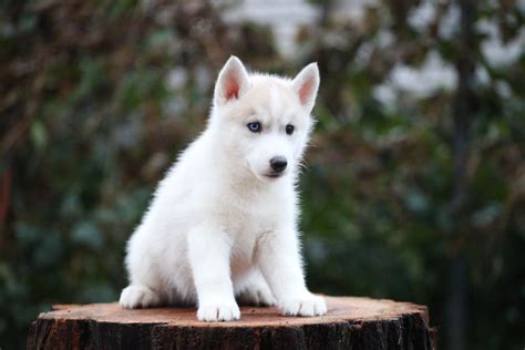 Maybe you would like to learn more about one of these? Light red siberian husky puppy #siberianhusky | White husky puppy, Siberian husky, Red husky puppies