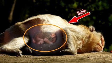 Popular Daily Wildlife Monkeynice Mom Jamie Nearly Give Birth A Baby