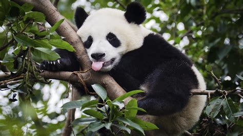 The Giant Panda Is No Longer An Endangered Species Sick