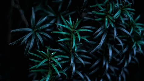 Green Minimalist Arrangement Of Plants