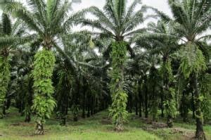 Tanaman Budidaya Cara Menentukan Jarak Dan Kerapatan Tanam Kelapa Sawit